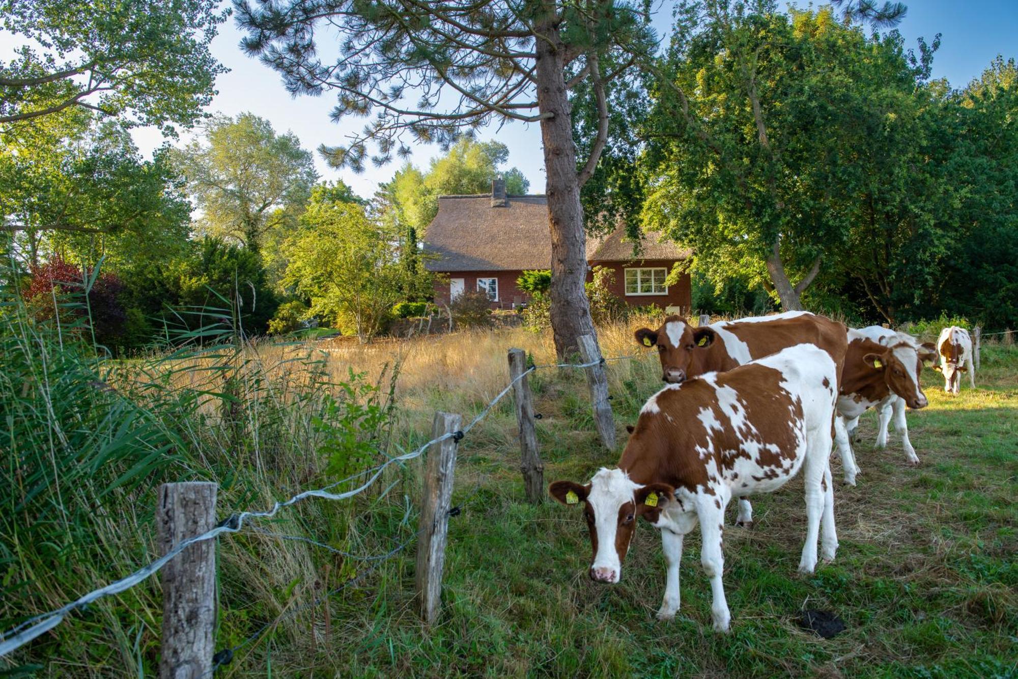Reetdachhaus Eiderblick Villa Breiholz Eksteriør billede